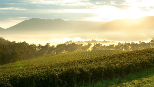 Yarra Valley & Dandenongs Ranges + Healesville Sanctuary 1-day tour