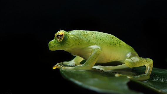 Geführte Nachtwanderung in Monteverde