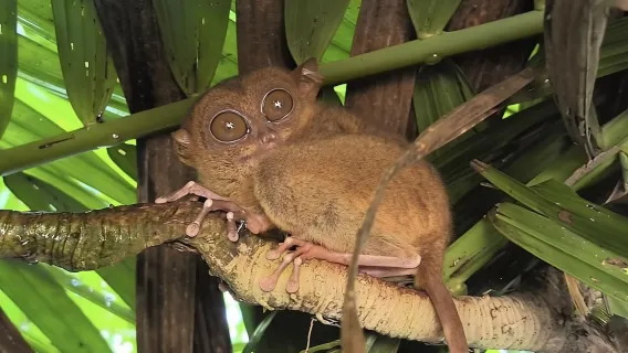 Pacchetto tour giornaliero della campagna di Bohol di Bohol and Beyond