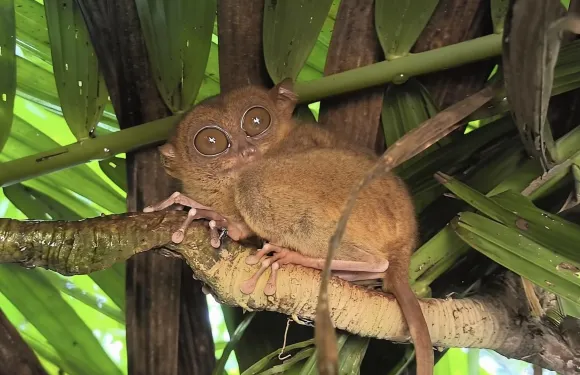 布吉及周邊地區布吉鄉村日遊套票