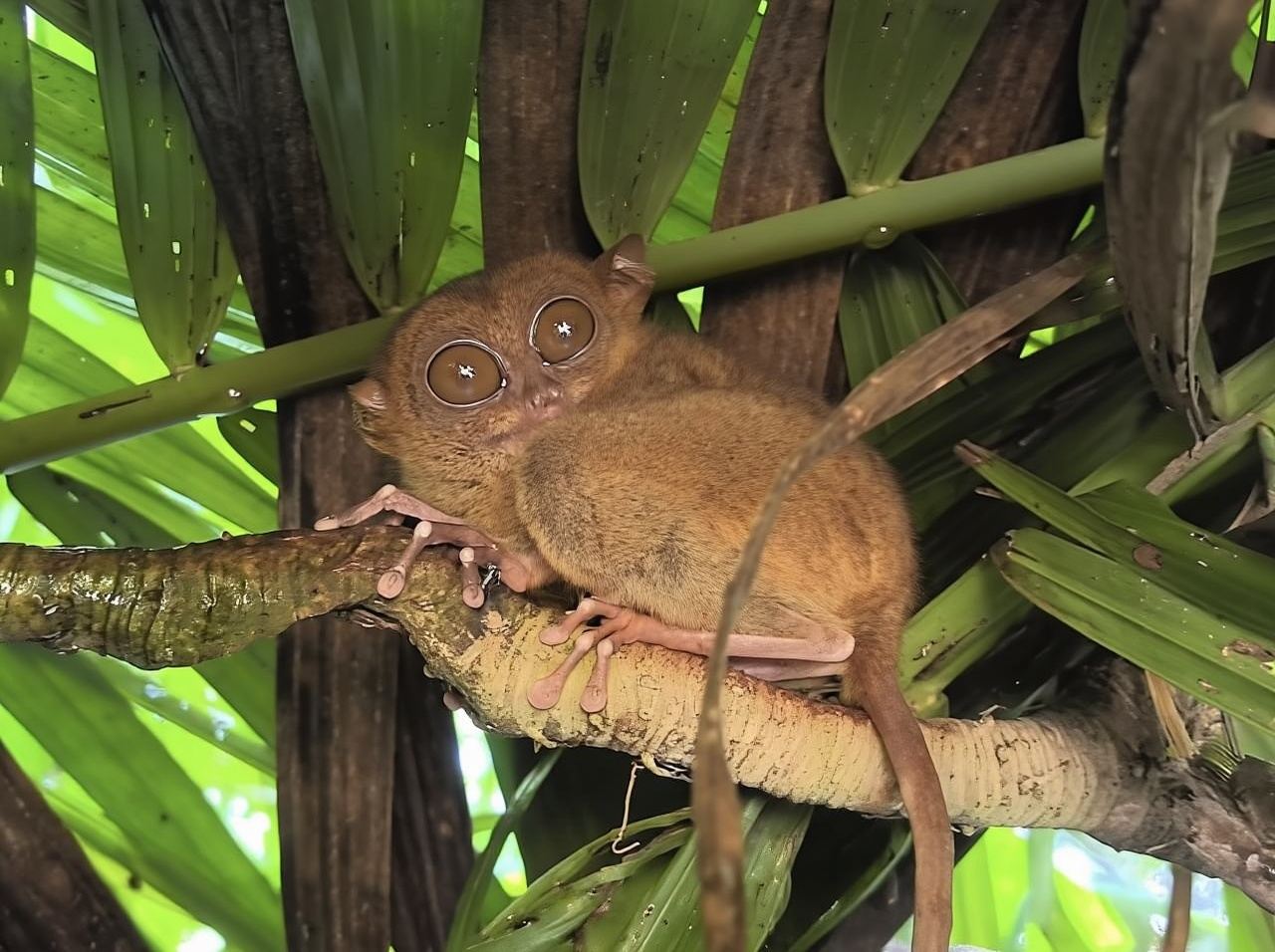 Bohol Countryside Day Tour Package by Bohol and Beyond