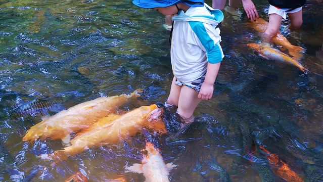馬來西亞沙巴神山國家公園一日遊亞庇滑翔傘神山牧場單人ATV