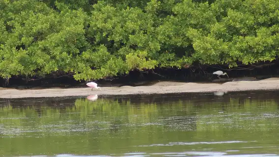 Clearwater Encounters with Dolphins Tour