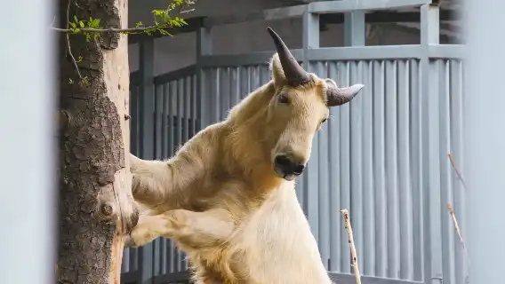 Qizai-The World's Only Brown Panda-Xi'an Panda Day Tour-Qinling Four Treasure Science Park