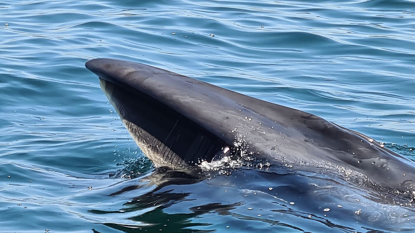 Lissabon: Delfinbeobachtung mit Meeresbiologe