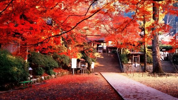 Kyushu Fall Foliage Viewing: Saga Daikozenji Temple, Kunen-an Temple, Inari Shrine, and Mifuneyama Rakuen Day Tour