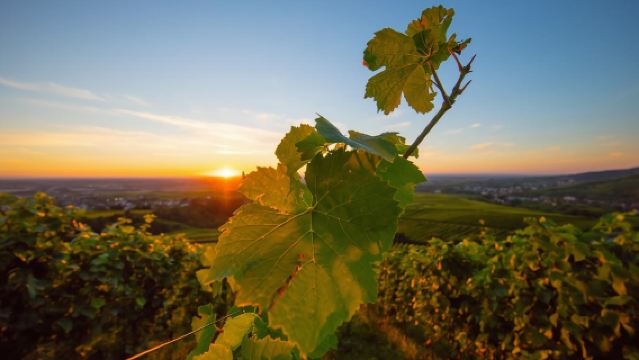 Baden-Baden: Wanderung mit dem Schwarzwald-Guide