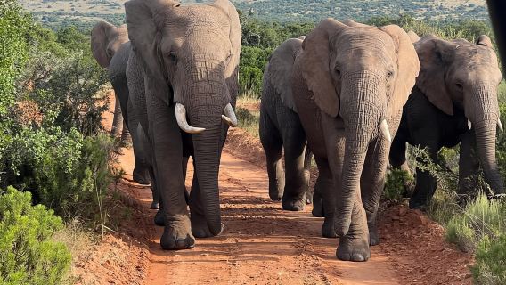 From Victoria Falls to Chobe National Park, Safari Adventure