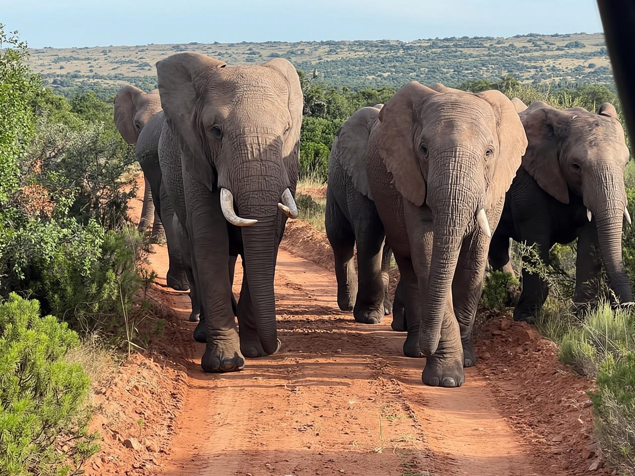 From Victoria Falls to Chobe National Park, Safari Adventure