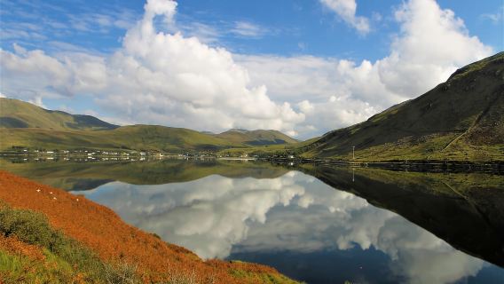 Sheepdog herding demo on working sheep farm. Galway. Guided.