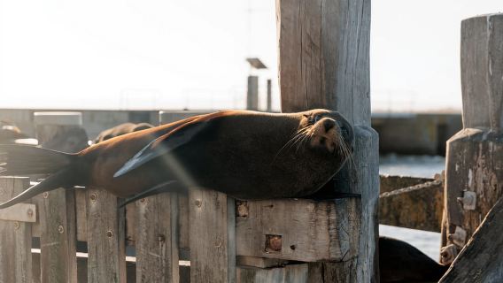 Daripada Goolwa: Pengalaman Coorong Sehari Penuh