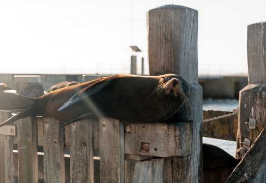 From Goolwa: Full Day Coorong Experience