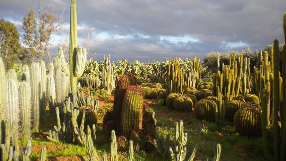 Marrakesh: Vé vào cửa Cactus Thiemann