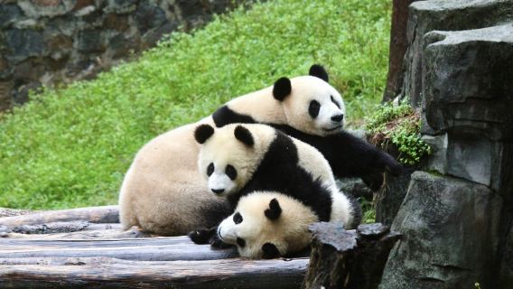 Panda Valley & Dujiangyan Scenic Area 1-Day Small Group Tour