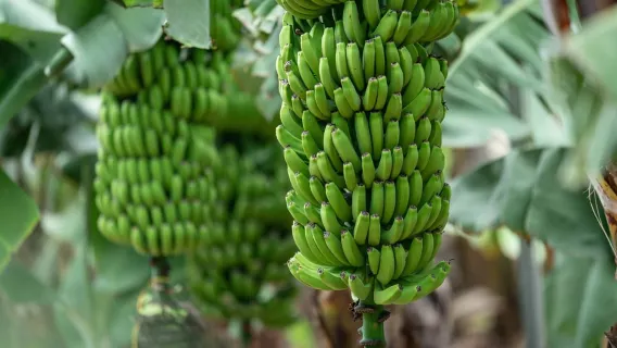 Gran Canaria: Banana World Guided Tour & Tasting