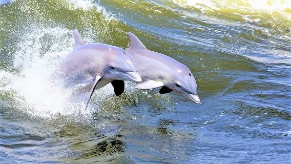 Tybee IslandExperiences