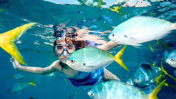 タイ・チャーン島ワンデーツアー【シュノーケリング・クルーズ、半日アイランドホッピング、ホテル送迎、食事付き、チャーター船】