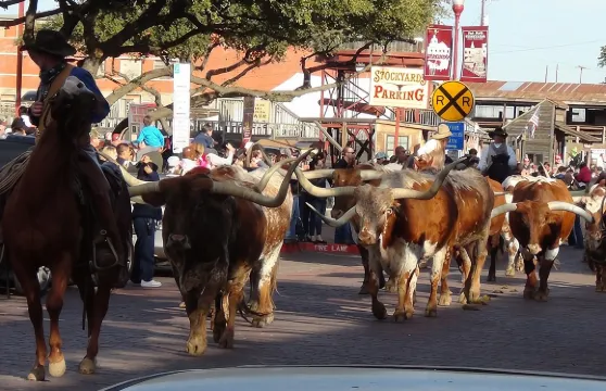 從達拉斯和沃斯堡出發的沃斯堡歷史之旅