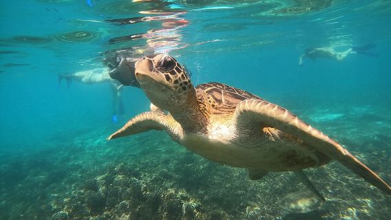 Schnorchelausflüge zur Insel Daymaniyat