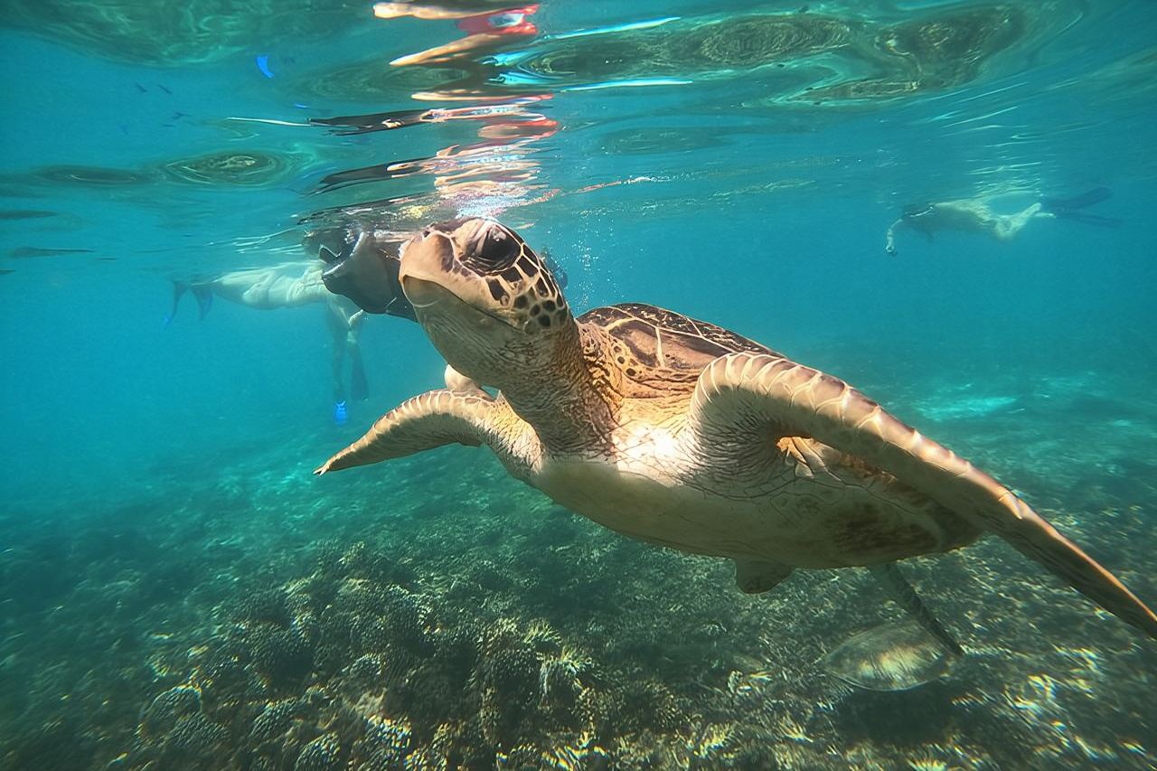 Tour di snorkeling all'isola di Daymaniyat