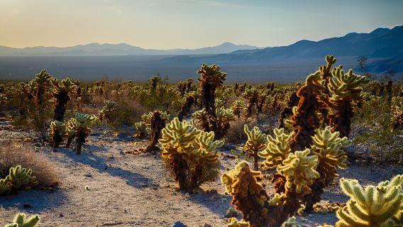 Los Angeles pergi-balik: Taman Negara Pokok Joshua - lawatan sewaan peribadi sehari