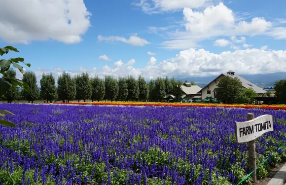 富良野一日遊｜拼布之路·青池·四季彩之丘·富田農場｜可選午餐