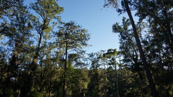 Mọi loại phiên dịch viên, hướng dẫn viên, xe thuê, phiên dịch viên đưa đón/phiên dịch viên chụp ảnh/phiên dịch viên kinh doanh/phiên dịch viên y tế/lịch trình du lịch tùy chỉnh trên khắp Philippines