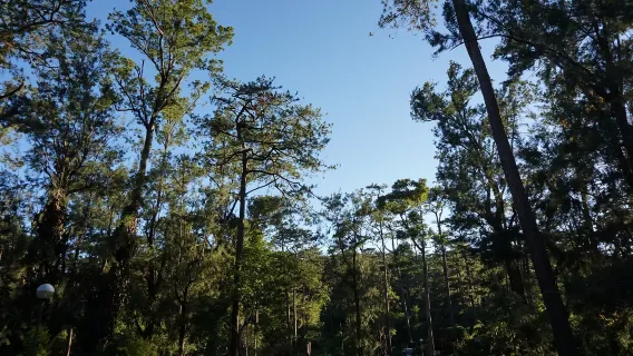 Semua jenis penerjemah, pemandu wisata lokal, transfer sewa kendaraan pribadi sewaan, terjemahan film, terjemahan bisnis, penerjemah medis, dan rencana perjalanan khusus di seluruh Filipina