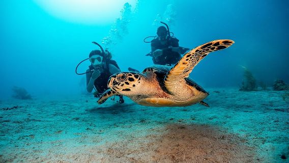 2 Dives for Certified Divers in Fujairah with lunch & transfer