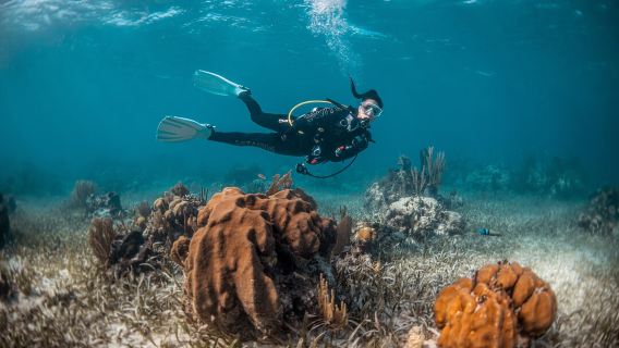 Discover Scuba Diving auf Mantanani Island + Mangroven- und Glühwürmchen-Kreuzfahrt|Kota Kinabalu