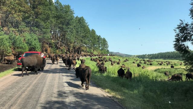 Premiere Private Black Hills Tour: Mt Rushmore, Crazy Horse & Custer State Park