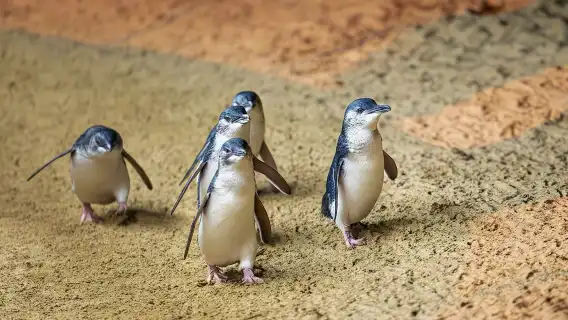 Penguin Parade, & Wildlife Encounters Eco Tour from Melbourne