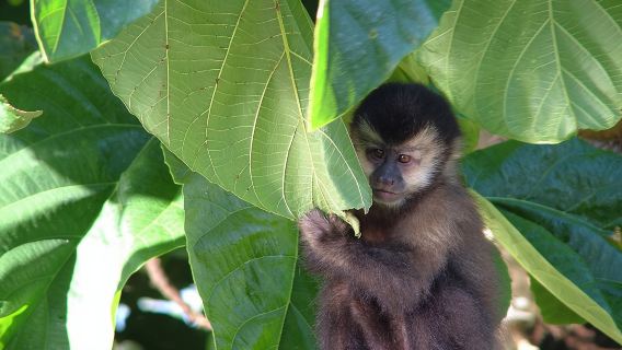 Jednodniowa wycieczka do Parku Narodowego po stronie argentyńskiej Wodospadów Iguazu (nie obejmuje biletu wstępu)