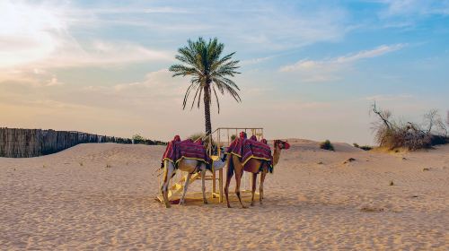 Abu Dhabi Al Khayma Seahorse Morning Dune Bashing Experience Day Tours 8