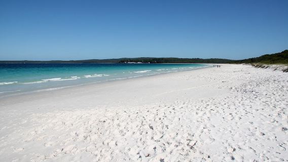 From Sydney: Jervis Bay Tour with Beach, Koalas & Kangaroos