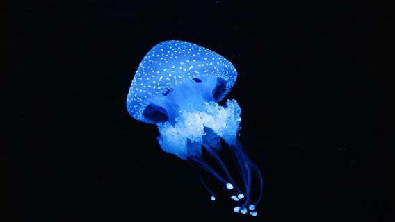 ลิสบอน: ตั๋วเข้าชม Oceanário de Lisboa