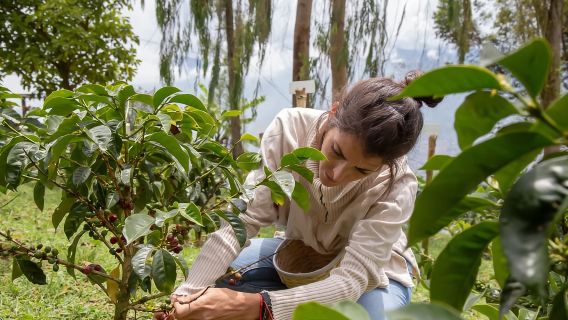 Medellin: Kaffeefarm-Tour mit Ausritt und Kaffee-Spa
