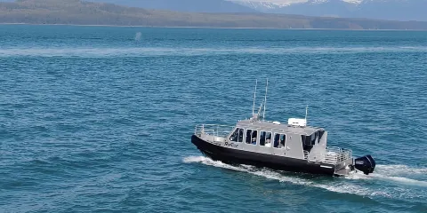 霍納:冰川海峽觀鯨及無人機攝影體驗