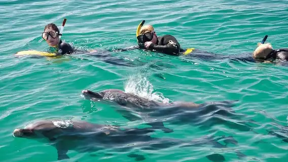 ทัวร์ว่ายน้ำกับโลมาป่าหนึ่งวัน