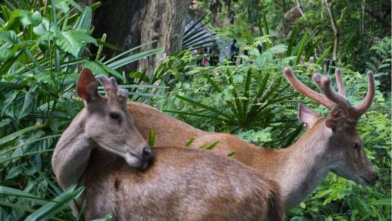 Ab Banyuwangi: Tagesausflug zum Alas Purwo Nationalpark
