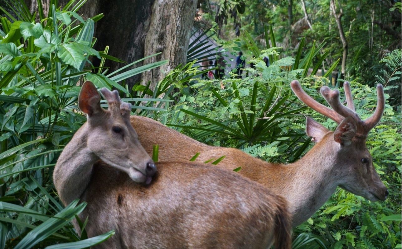 Ab Banyuwangi: Tagesausflug zum Alas Purwo Nationalpark