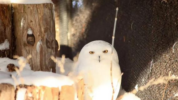 Hokkaido: Asahiyama Zoo Biei Ningle Terrace Day Tour