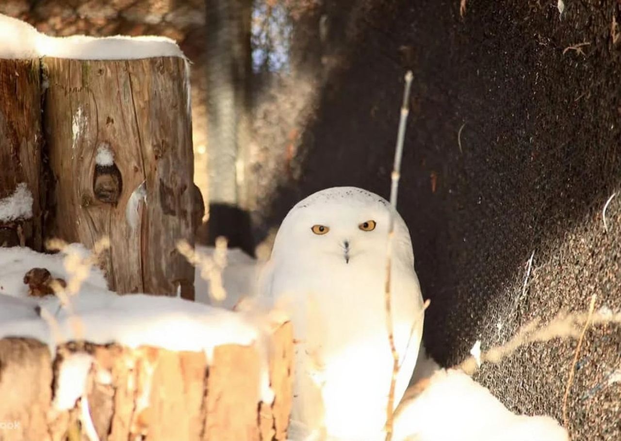 Hokkaido: tour giornaliero allo zoo di Asahiyama, Biei-chō e Ningle Terrace