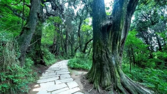 One-Day Hiking Tour of the Highlights Section of Sichuan's Ancient Shu Road