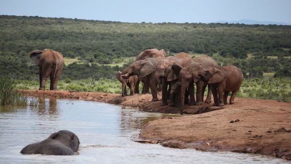 Full-Day All Inclusive Safari with Traditional Braai Lunch