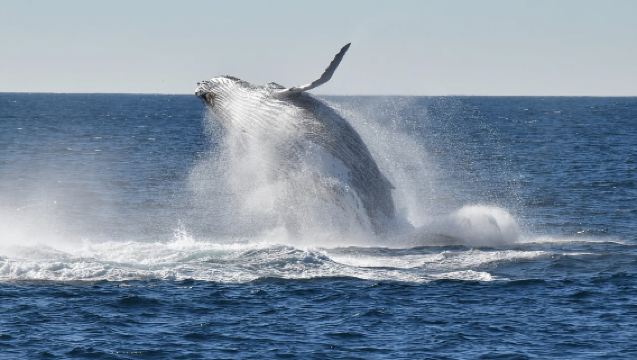 Sydney: Sea Cliff Bridge, Kiama Blowhole, and Wildlife Tour