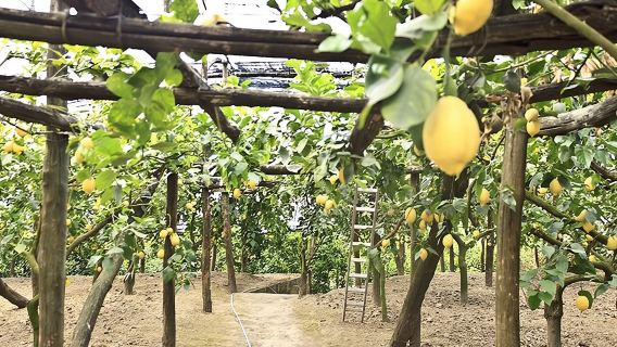 Sorrento Farm by Tuk Tuk: Cheese, Limoncello & Hands-On Pizza