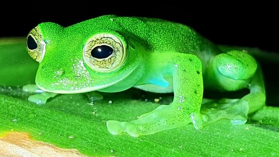 Monteverde Night Tour: Glass Frogs, lateralis, Sloths & Jungle