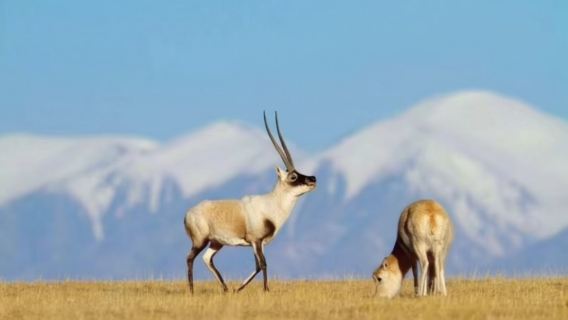【贈送氧氣】可可西里+玉珠峰+無極龍鳳宮+可可西里雪山觀景台