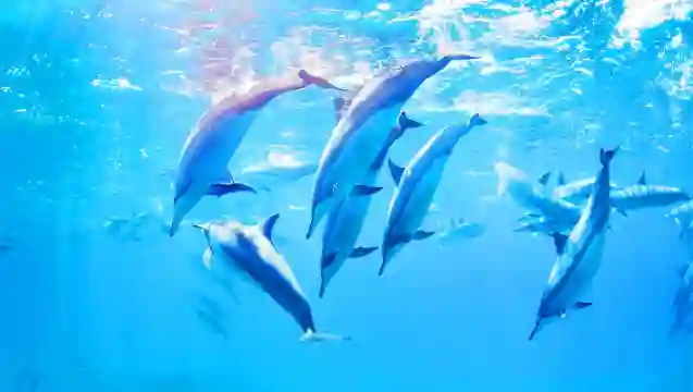 悉尼史蒂芬港海豚巡游+安娜灣滑沙一日遊【酒店接送/中文服務】